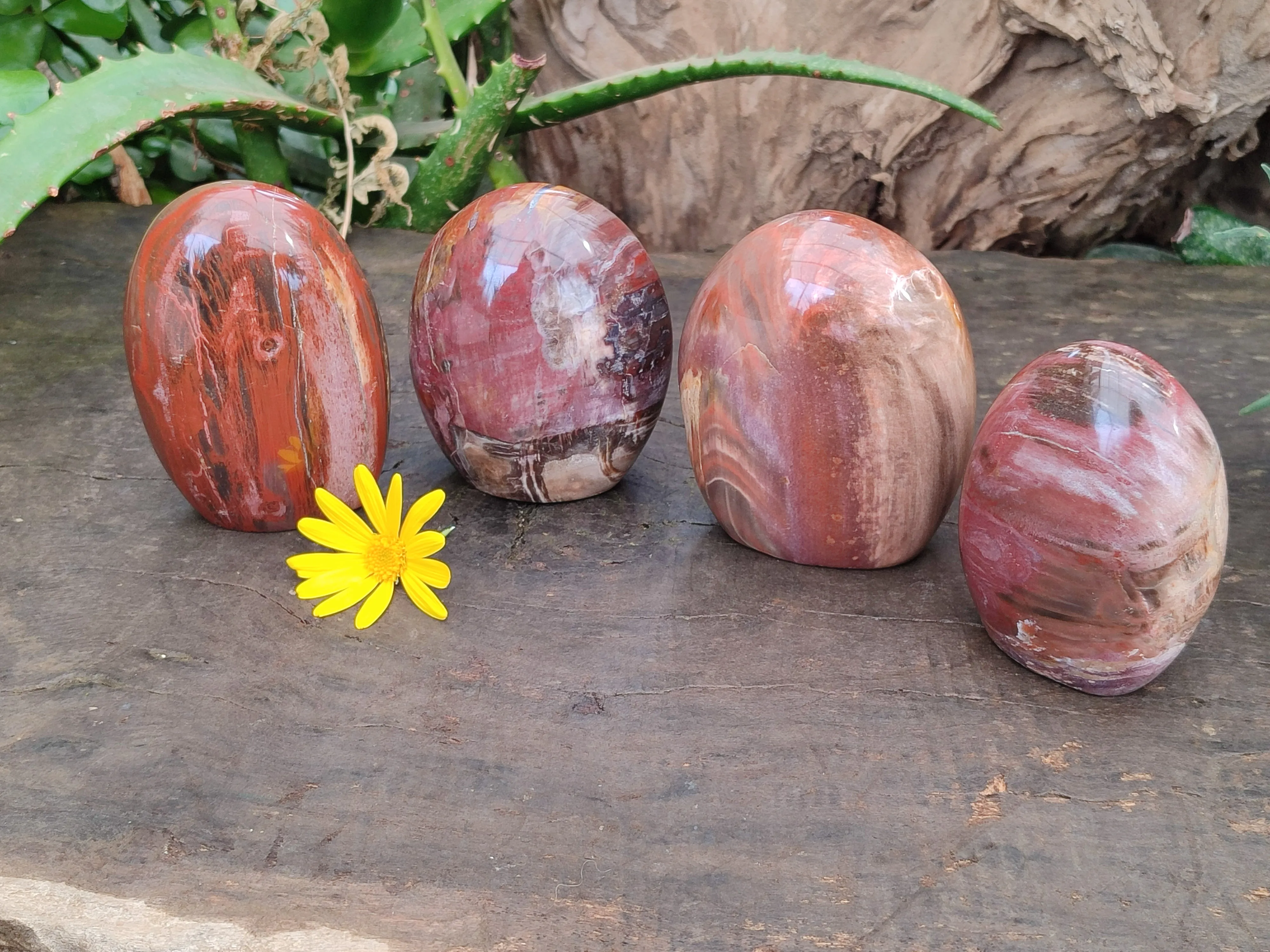 Polished Podocarpus Petrified Wood Standing Free Forms x 4 From Mahajanga, Madagascar