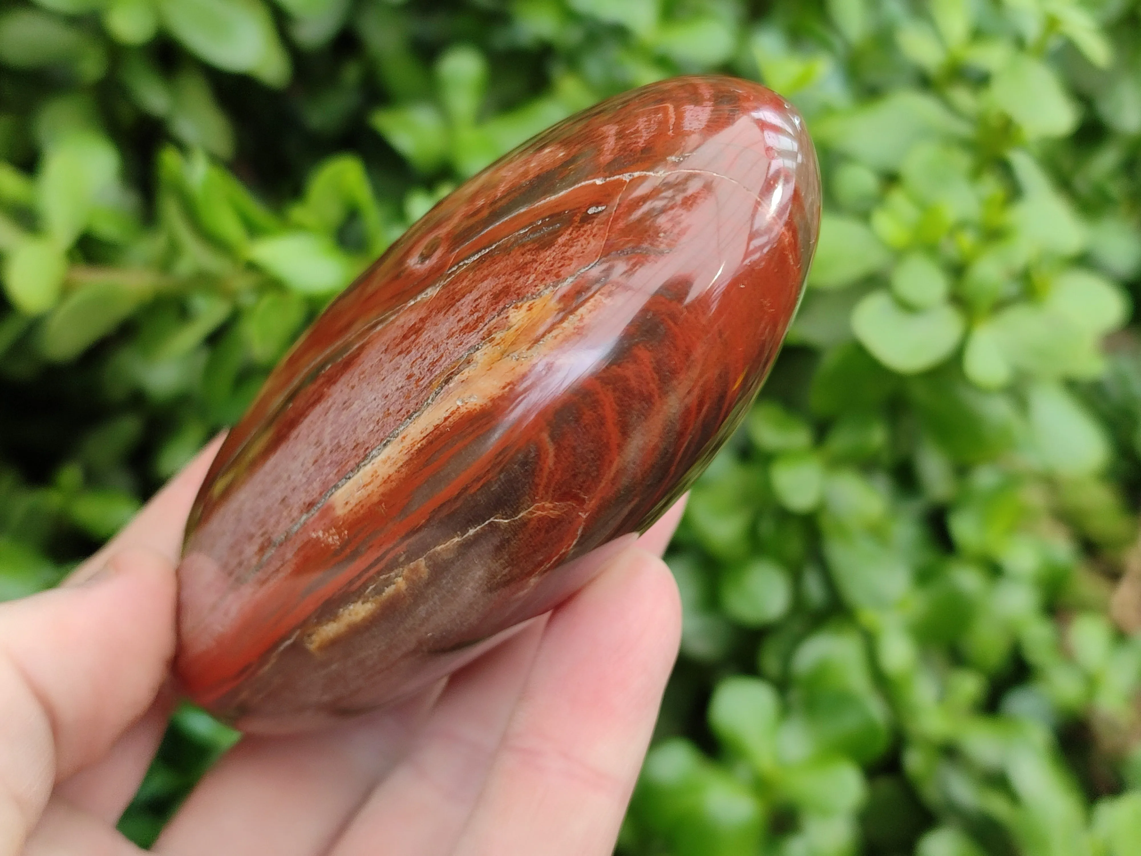 Polished Podocarpus Petrified Wood Standing Free Forms x 4 From Mahajanga, Madagascar