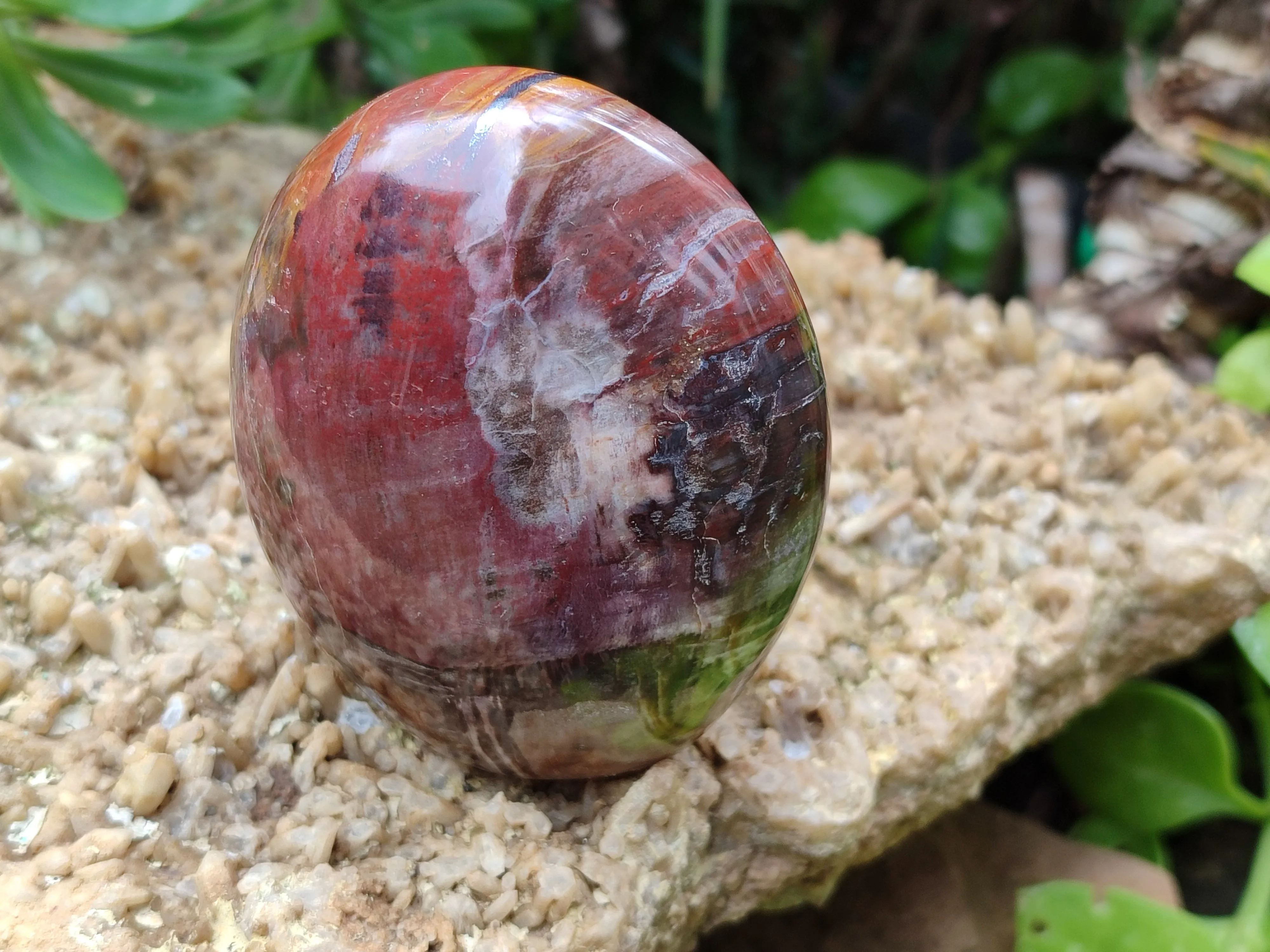 Polished Podocarpus Petrified Wood Standing Free Forms x 4 From Mahajanga, Madagascar