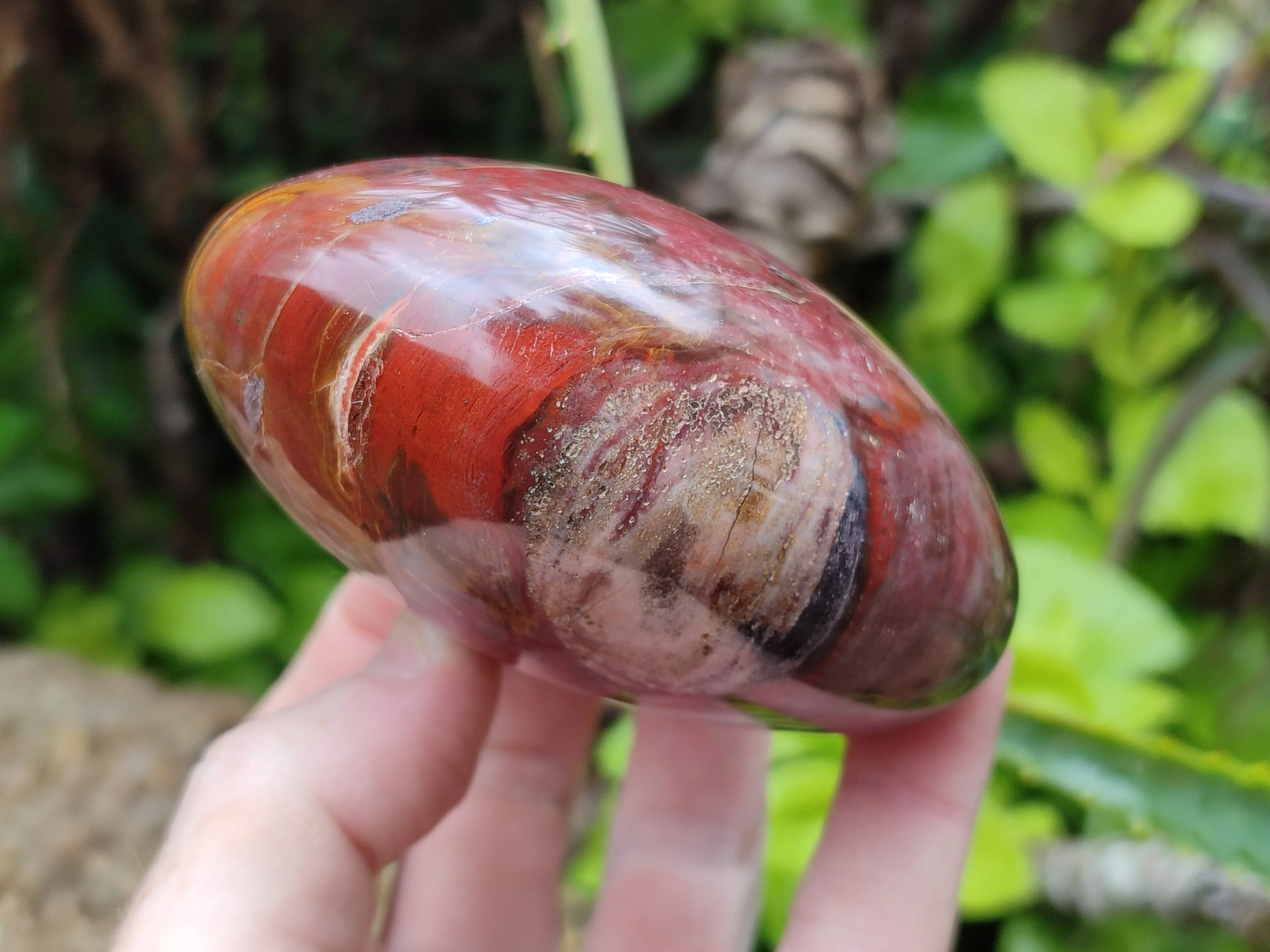 Polished Podocarpus Petrified Wood Standing Free Forms x 4 From Mahajanga, Madagascar