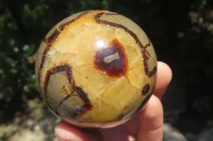 Polished Septerye Spheres x 4 From Madagascar