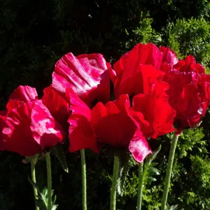 Poppy Oriental 9cm