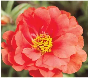 Portulaca Sunseeker Red Flower Seeds