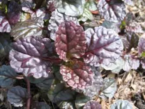 pot ajuga black scallop