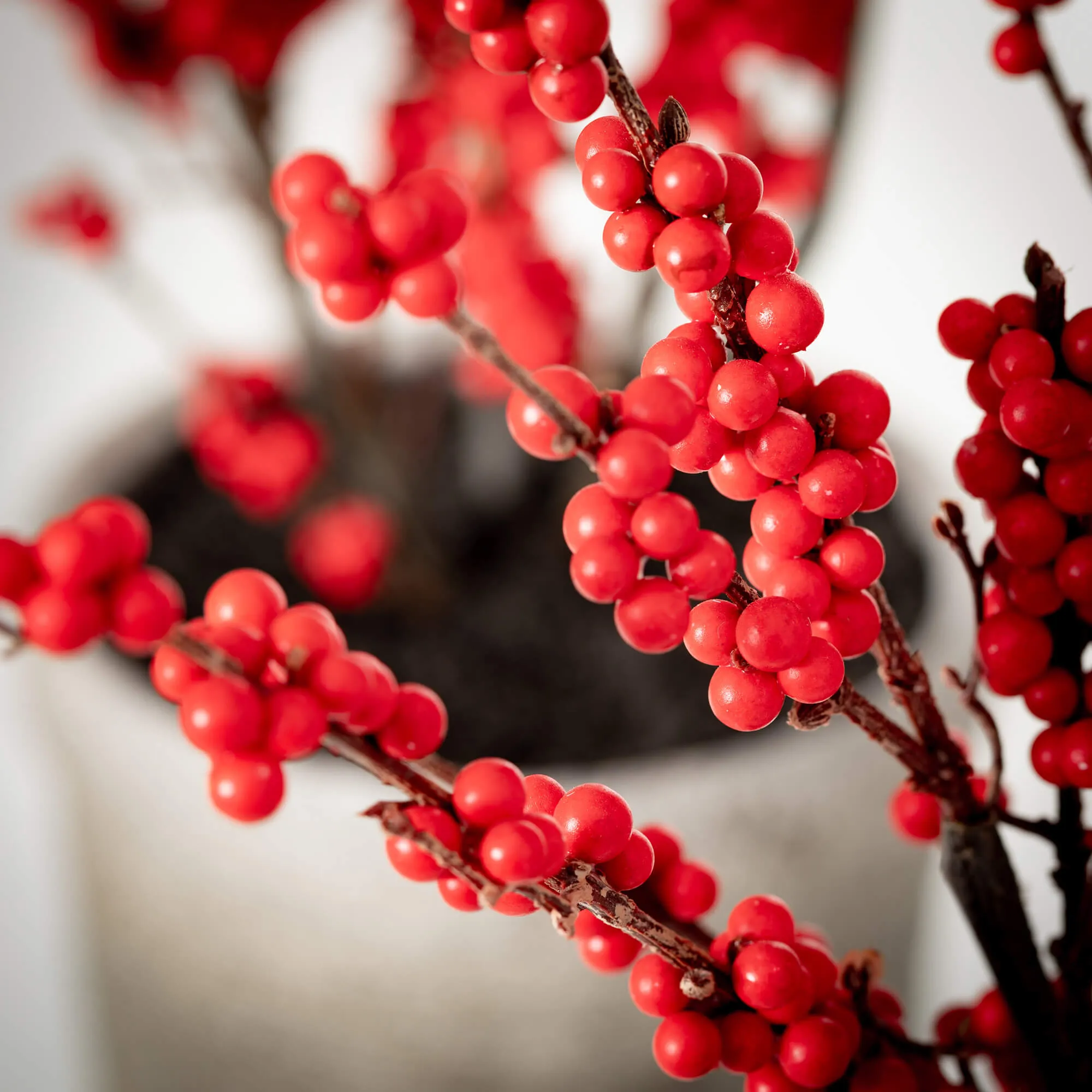 Potted Red Berry Tree