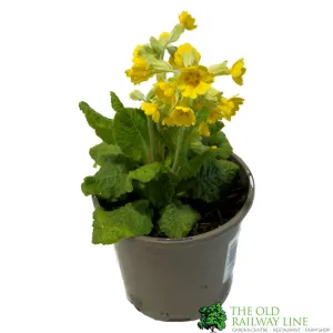 Primula veris Native Cowslip Plant 1Ltr Pot