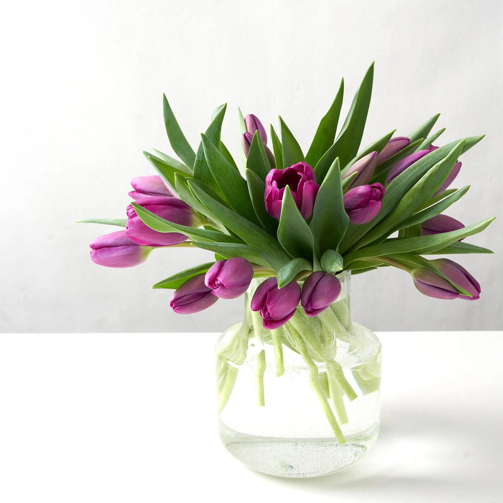 Priscilla (Arranged Purple Tulips)