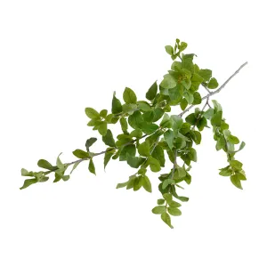 Privet Foliage Spray, 36"L - Green