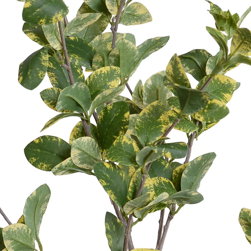 Privet Foliage Spray, 36"L - Yellow Green