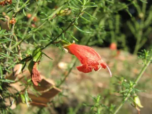 Prostanthera aspalathoides