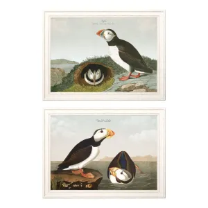 Puffins by John James Audubon – Ivory Framed Print