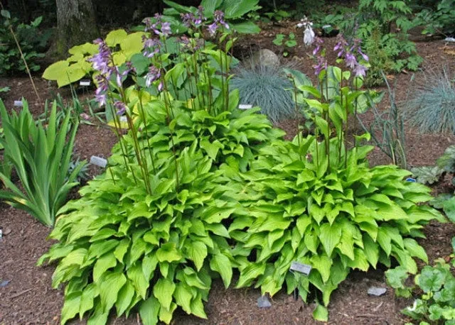 Purple and Gold Hosta