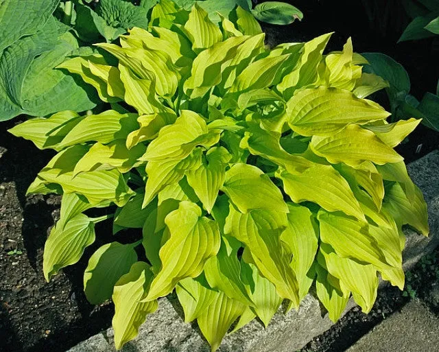 Purple and Gold Hosta