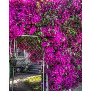 Purple Passion Scenic Printed Backdrop