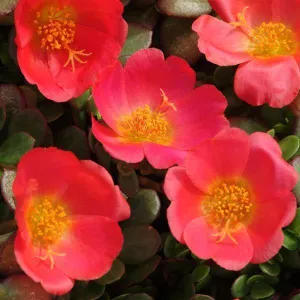 Purslane Toucan Scarlet Shades Flower seeds