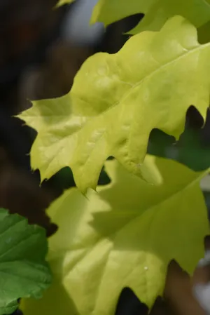 Quercus rubra 'Aurea' (Golden Red Oak)