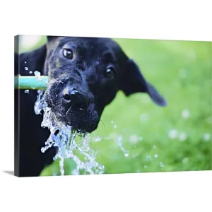 "A black Labrador mix puppy dog drinks from a water hose" Canvas Wall Art