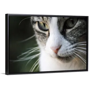 "A close-up portrait of a gray and white cat's face." Black Float Frame Canvas Art