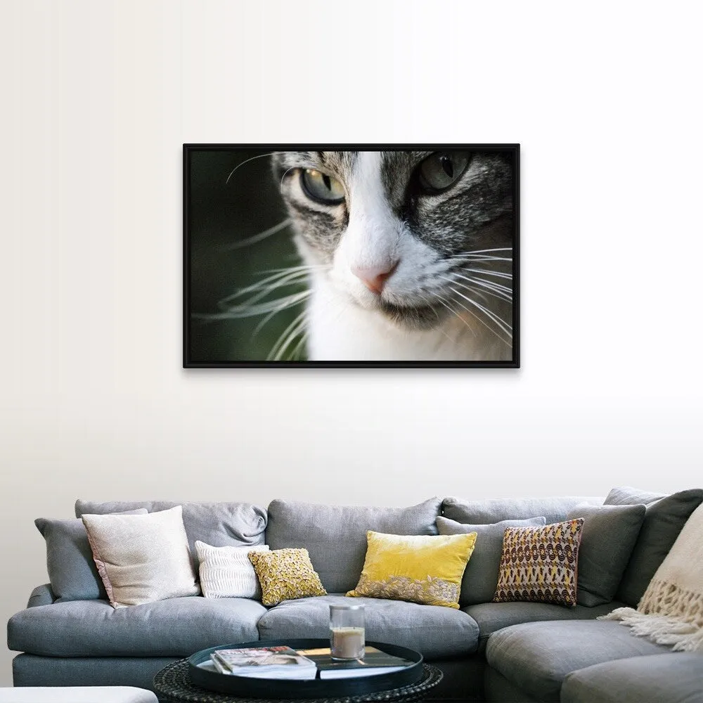 "A close-up portrait of a gray and white cat's face." Black Float Frame Canvas Art