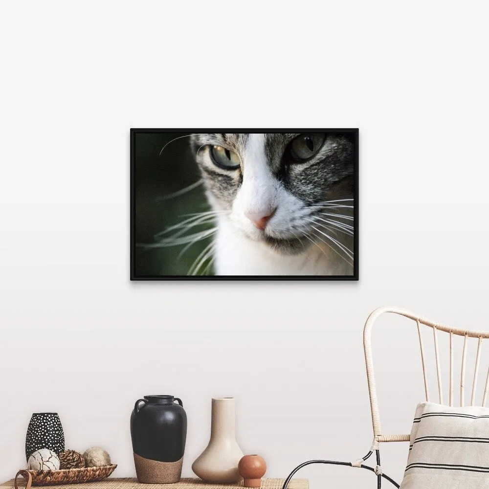 "A close-up portrait of a gray and white cat's face." Black Float Frame Canvas Art