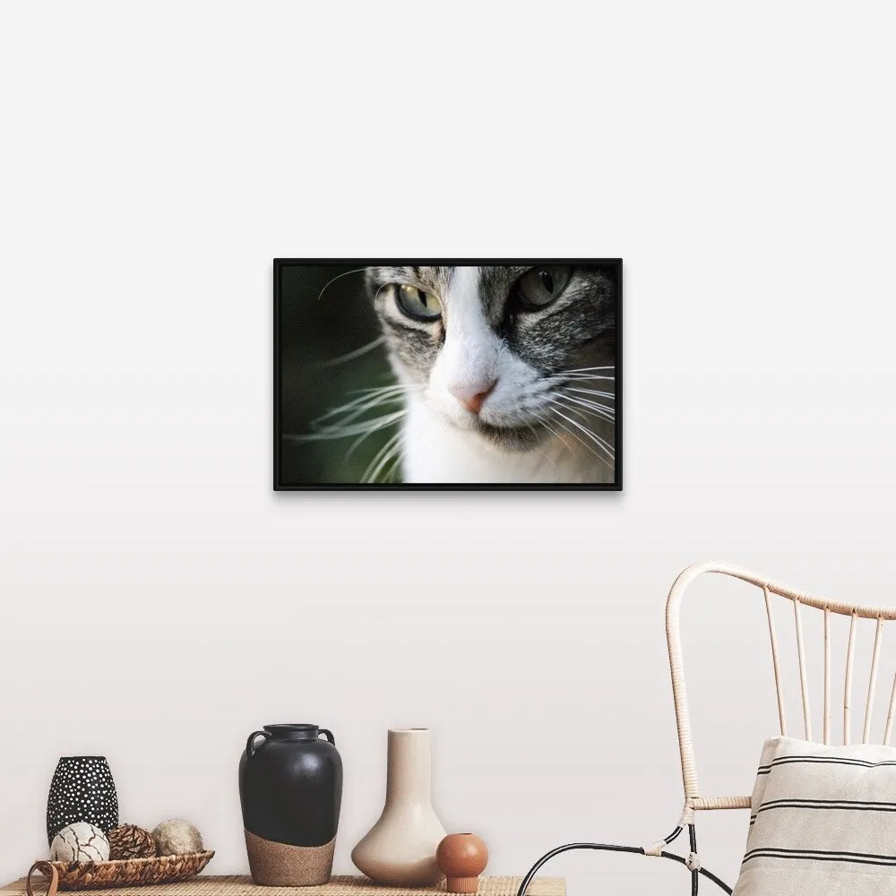 "A close-up portrait of a gray and white cat's face." Black Float Frame Canvas Art