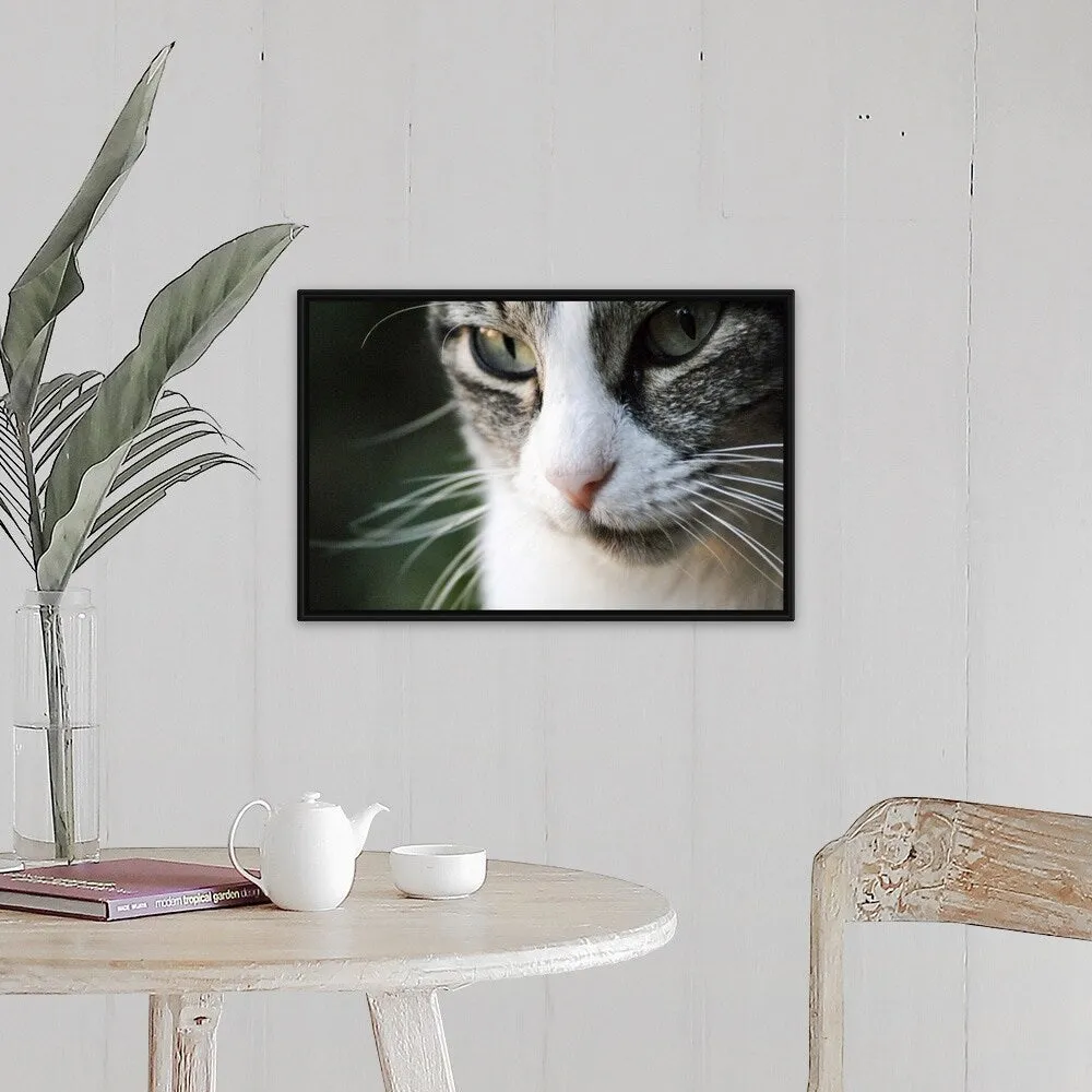 "A close-up portrait of a gray and white cat's face." Black Float Frame Canvas Art