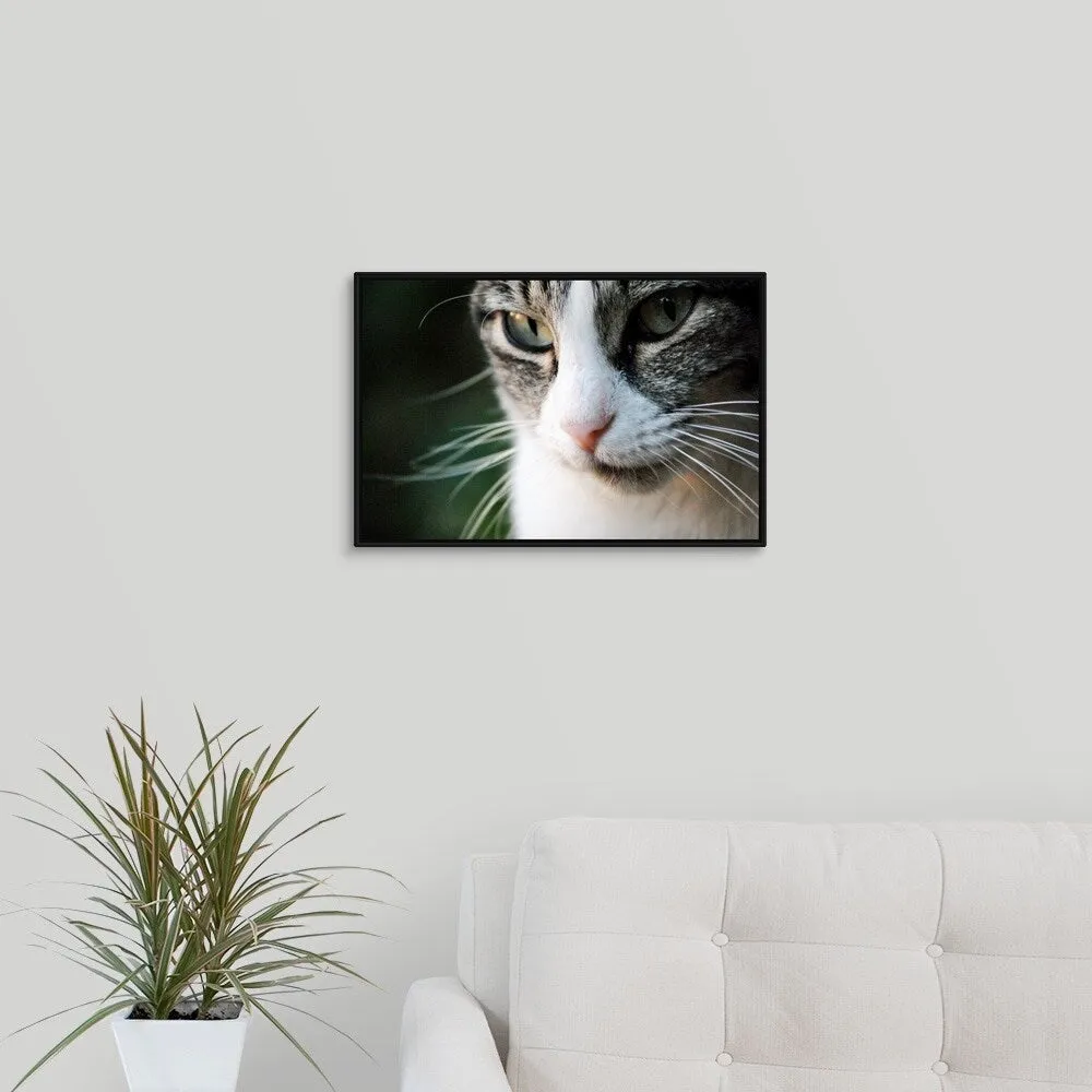 "A close-up portrait of a gray and white cat's face." Black Float Frame Canvas Art