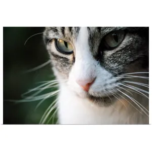 "A close-up portrait of a gray and white cat's face." Poster Print - Multi