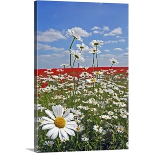 "A farmland field of white ox-eyed daisies and red poppies" Canvas Wall Art