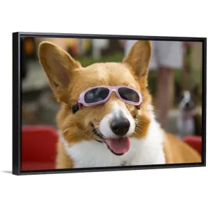 "A Pembroke Welsh Corgi sitting in a wagon wearing sunglasses" Black Float Frame Canvas Art