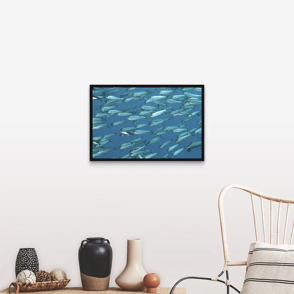 "A school of sardines" Black Float Frame Canvas Art