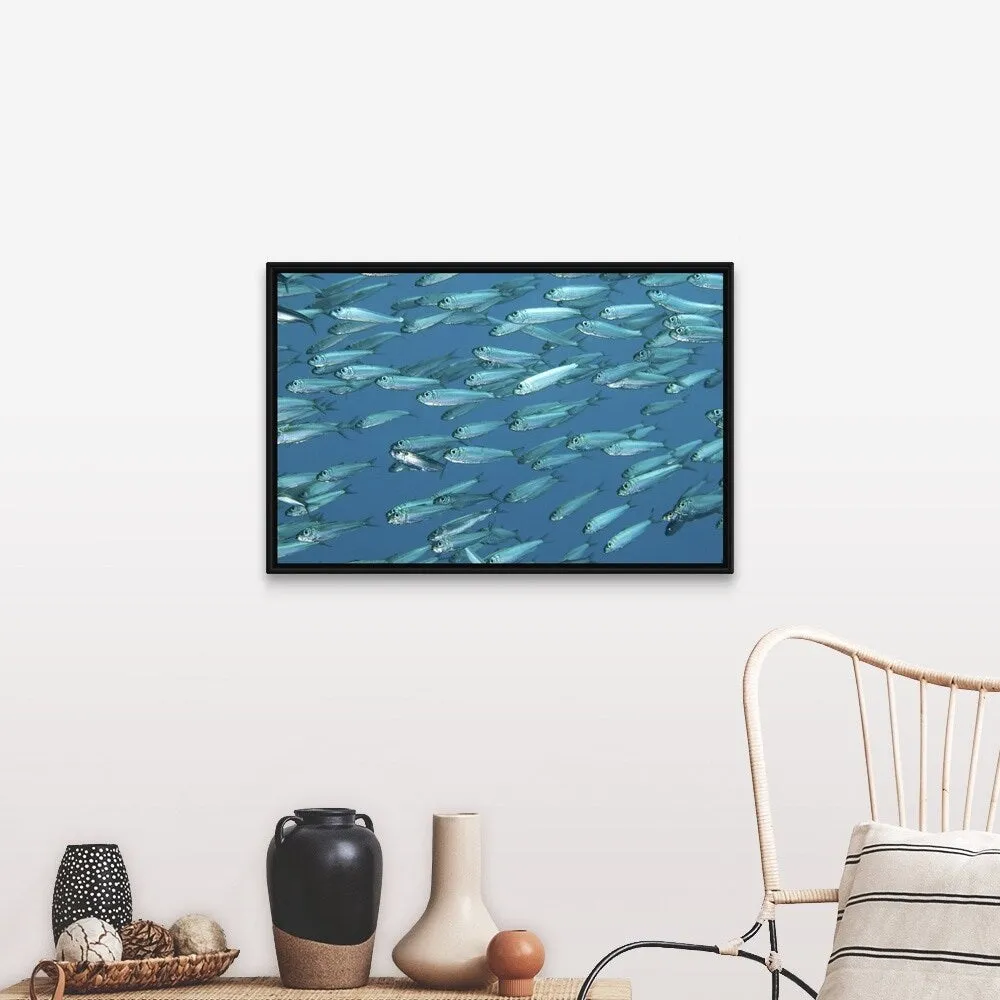 "A school of sardines" Black Float Frame Canvas Art