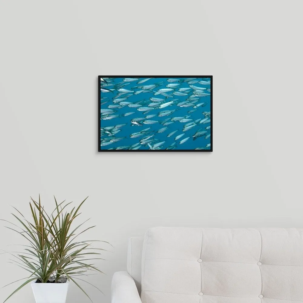 "A school of sardines" Black Float Frame Canvas Art