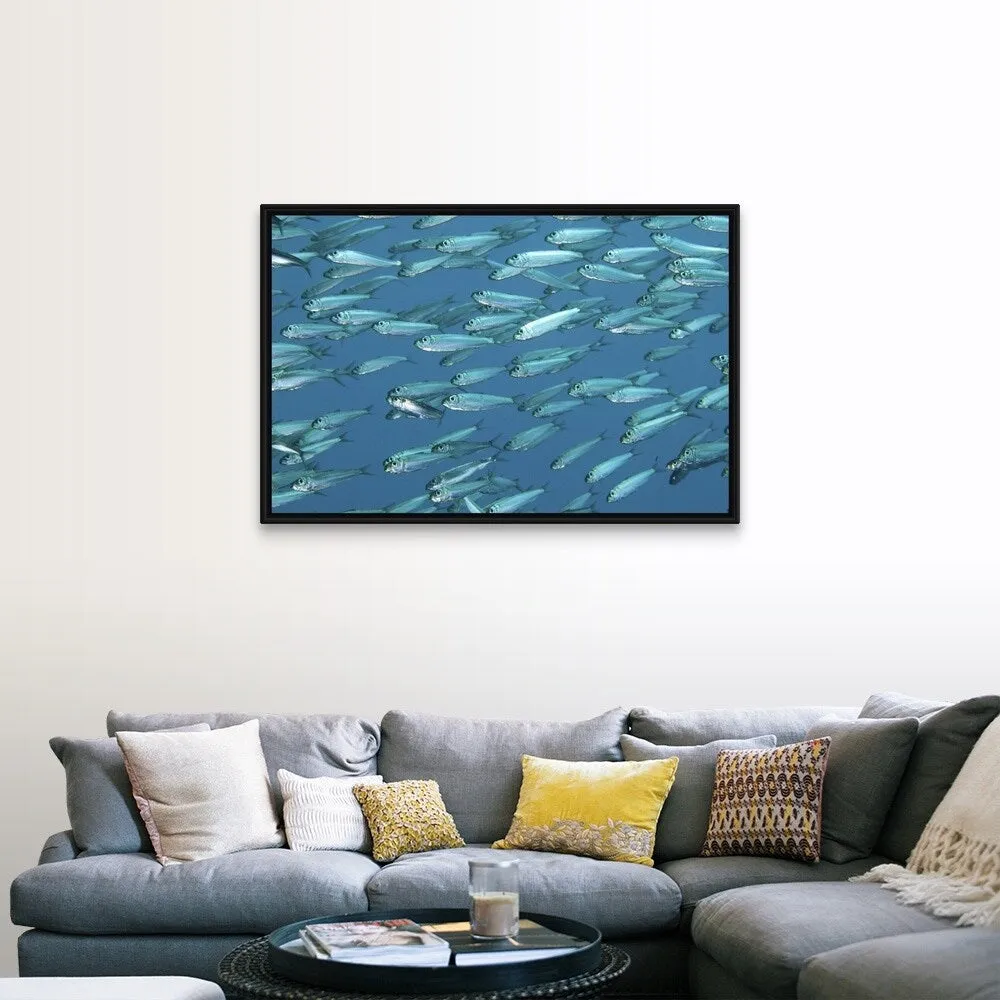 "A school of sardines" Black Float Frame Canvas Art