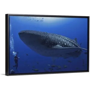 "A scuba diver in the sea with a whale shark, Mexico" Black Float Frame Canvas Art