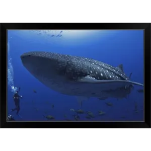 "A scuba diver in the sea with a whale shark, Mexico" Black Framed Print