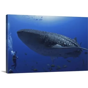 "A scuba diver in the sea with a whale shark, Mexico" Canvas Wall Art