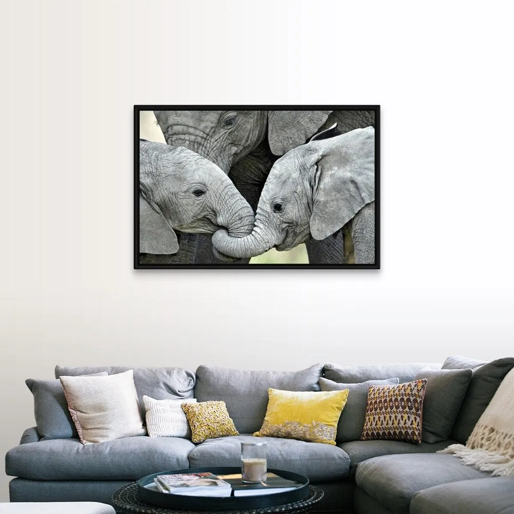 "African elephant calves (Loxodonta africana) holding trunks, Tanzania" Black Float Frame Canvas Art