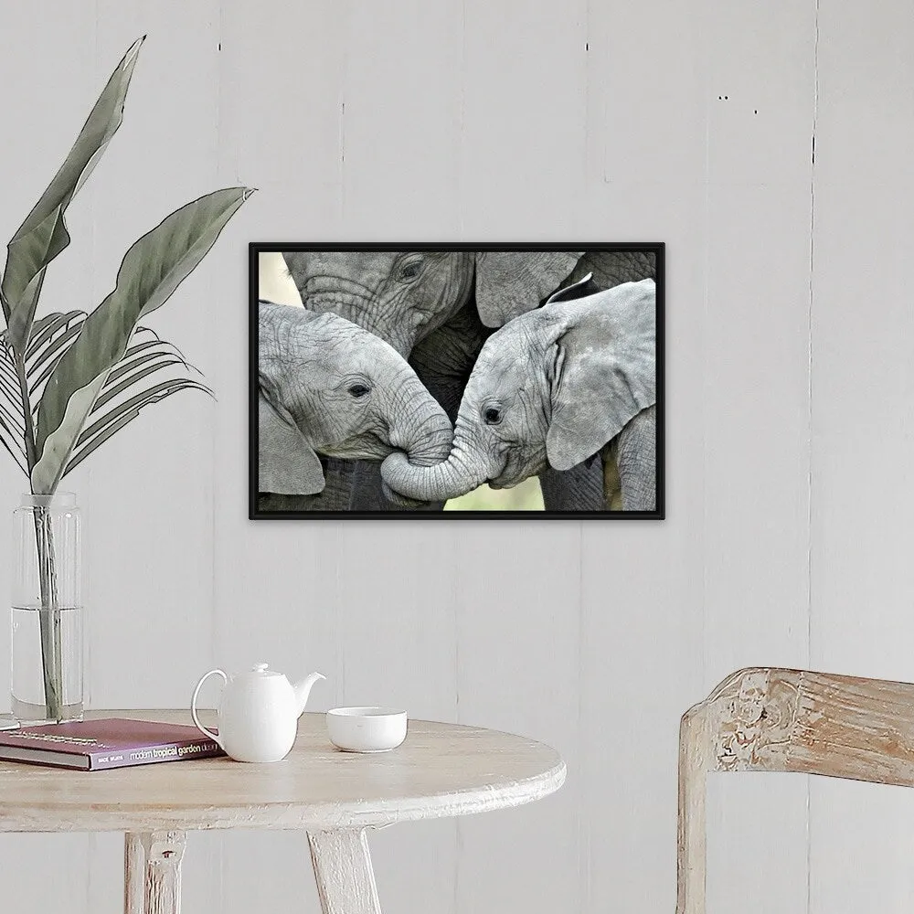 "African elephant calves (Loxodonta africana) holding trunks, Tanzania" Black Float Frame Canvas Art