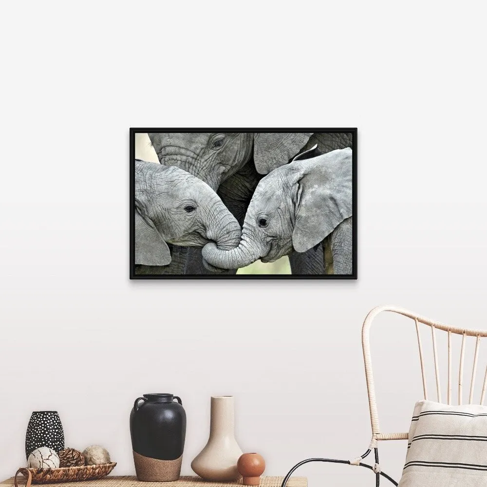 "African elephant calves (Loxodonta africana) holding trunks, Tanzania" Black Float Frame Canvas Art