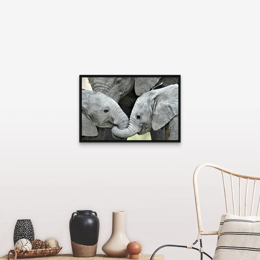 "African elephant calves (Loxodonta africana) holding trunks, Tanzania" Black Float Frame Canvas Art