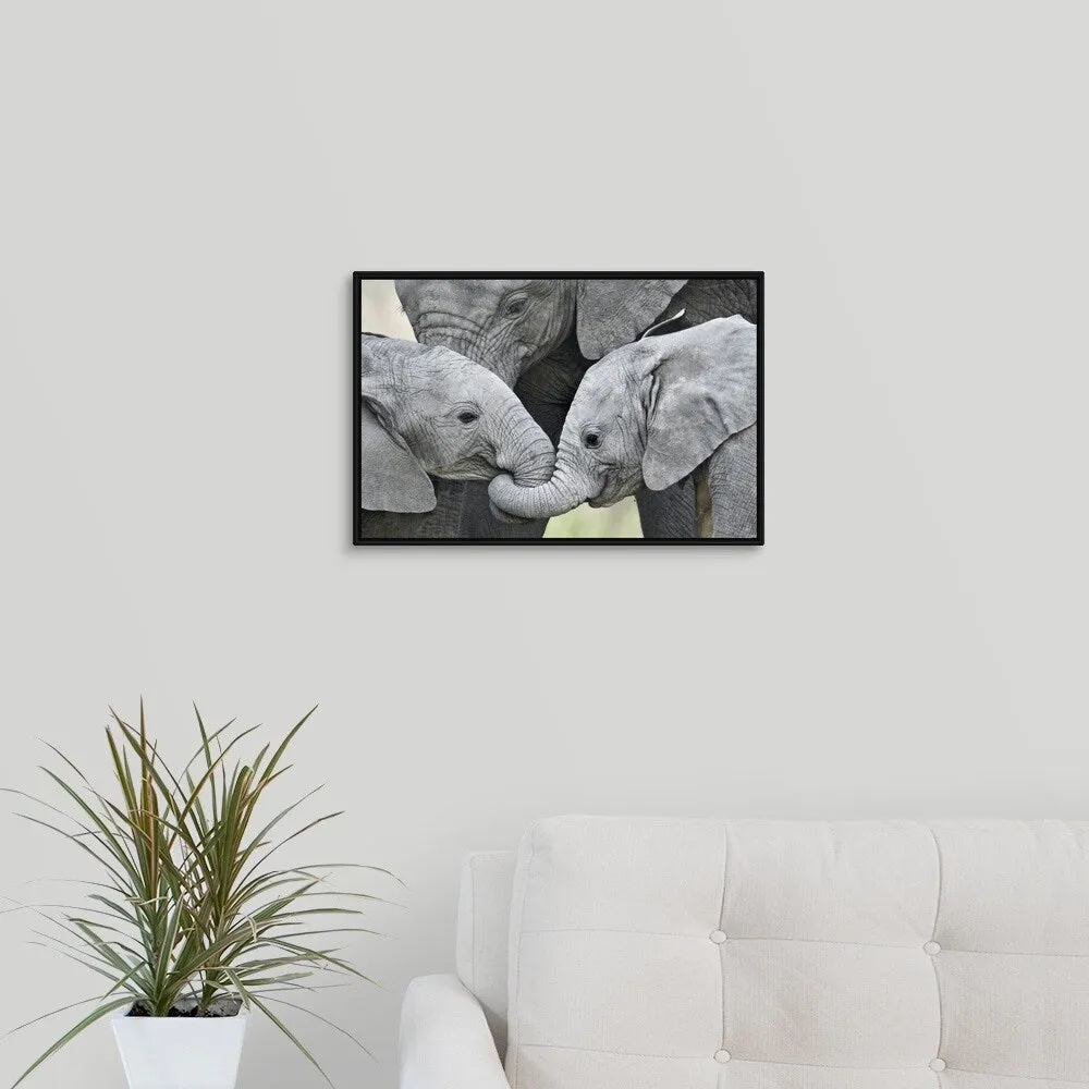 "African elephant calves (Loxodonta africana) holding trunks, Tanzania" Black Float Frame Canvas Art