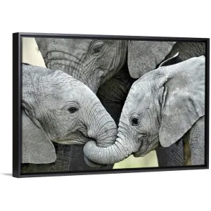 "African elephant calves (Loxodonta africana) holding trunks, Tanzania" Black Float Frame Canvas Art