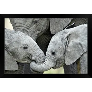 "African elephant calves (Loxodonta africana) holding trunks, Tanzania" Black Framed Print