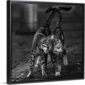 "Alleycats In Love" Black Float Frame Canvas Art