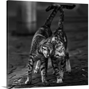 "Alleycats In Love" Canvas Wall Art