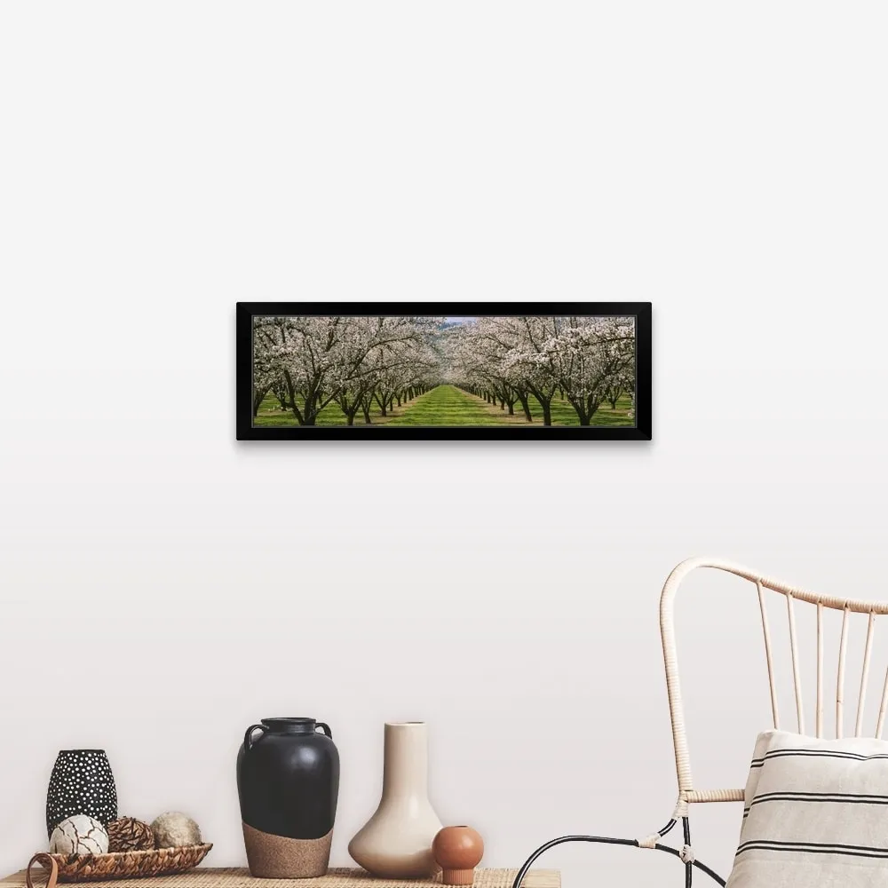 "Almond Tree Orchard nr Winters CA" Black Framed Print