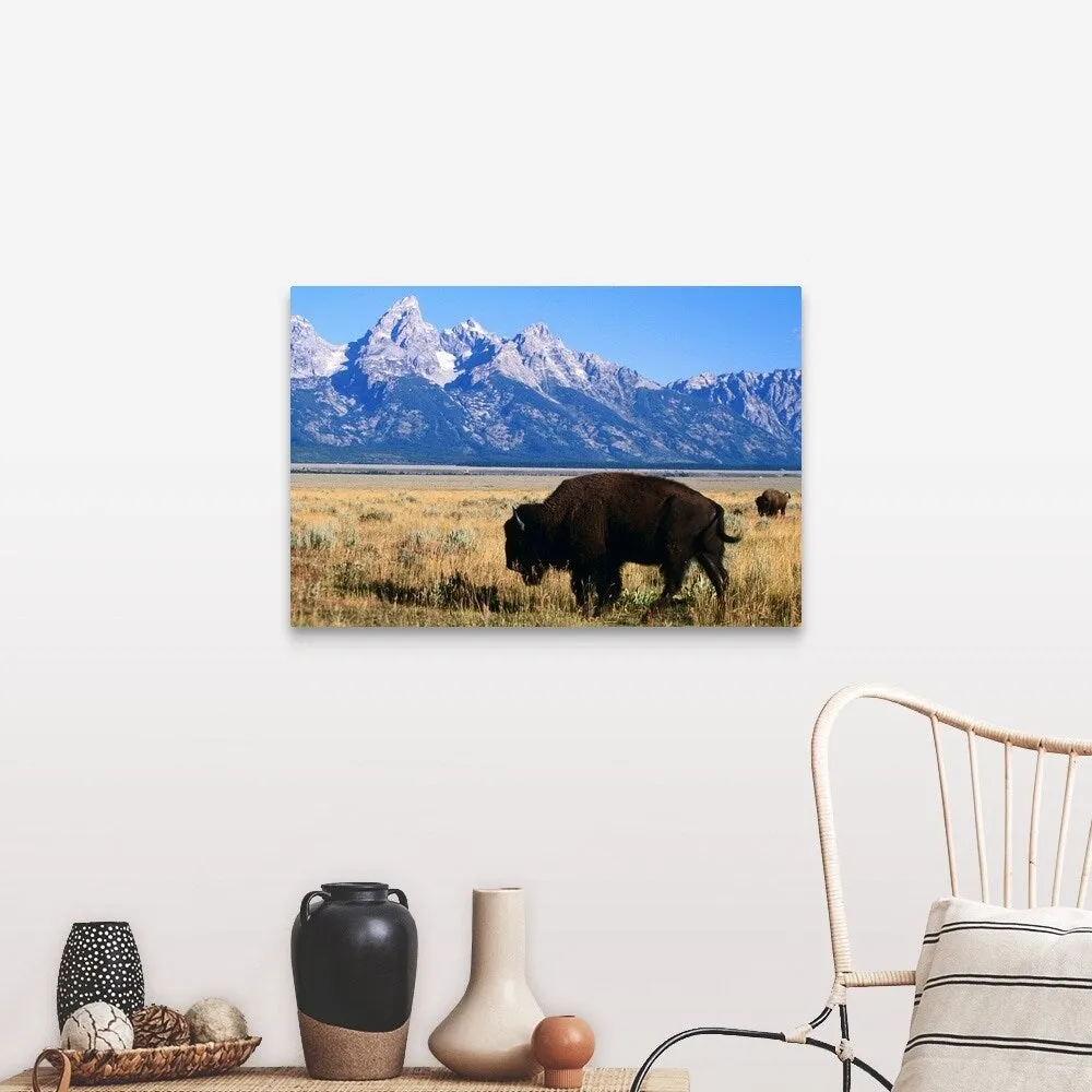 "American bison on Antelope Flats, with Teton Range beyond" Canvas Wall Art