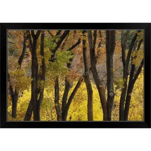 "Autumn Color Cottonwood Trees Through Tree Trunks" Black Framed Print