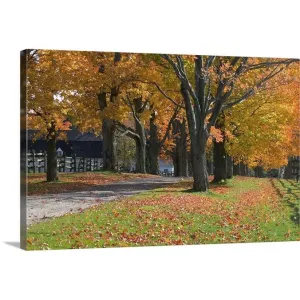 "Autumn trees surrounding driveway" Canvas Wall Art